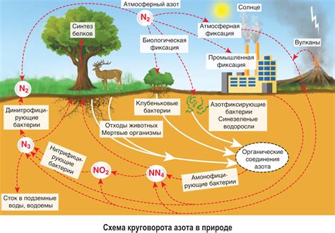 Азот и его роль в природе