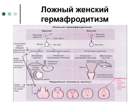 Анатомические особенности гермафродитов