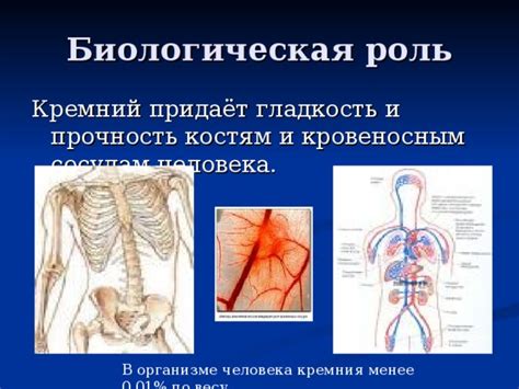 Биологическая роль кремния в организме