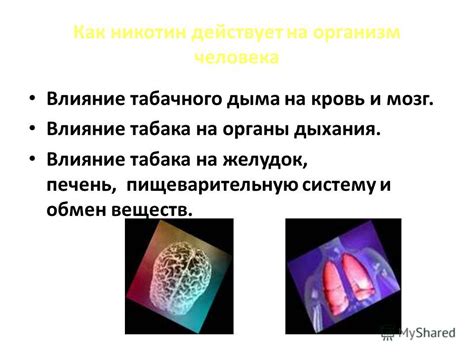 Влияние Гербалайф на пищеварительную систему и обмен веществ