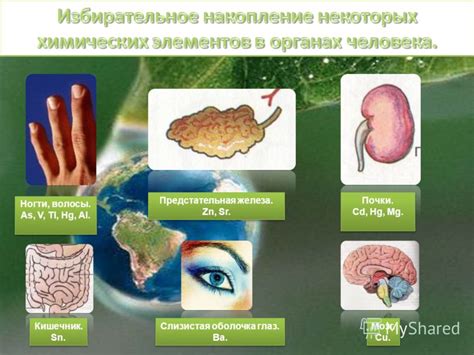 Влияние алкоголя на тяжелые металлы в организме