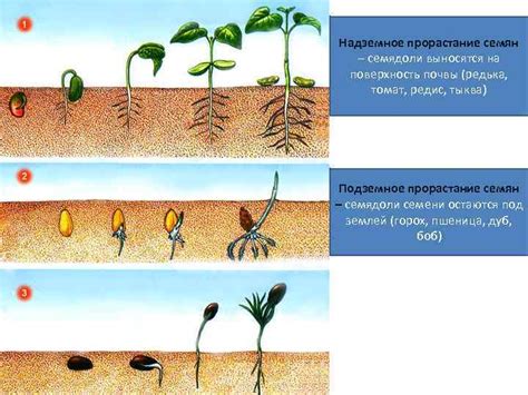 Влияние биогумуса на рост и развитие растений