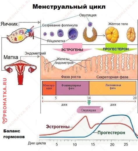 Влияние гормональных изменений на развитие гравидарной гиперплазии эндометрия