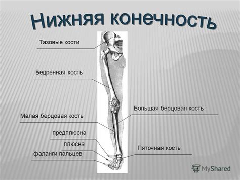 Где находится иссохшая кость