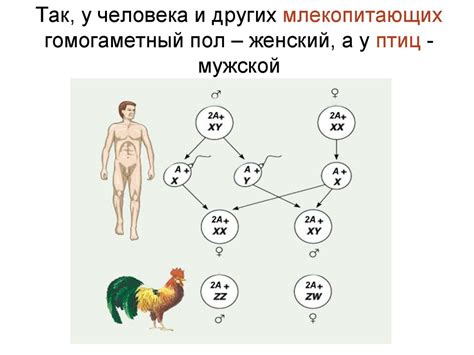 Генетический аспект гермафродитизма и наследование