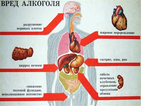 Действие на организм