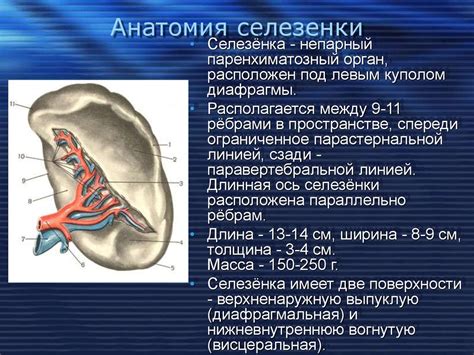 Диагностика гипоплазии селезенки