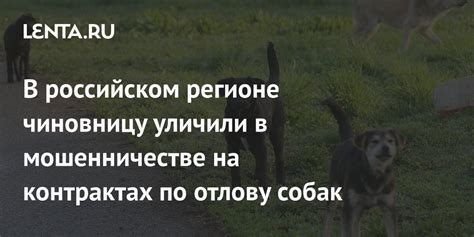 Законодательство и ответственность специалистов по отлову собак в Пинске