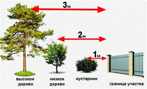 Как выбрать расстояние для сажания деревьев