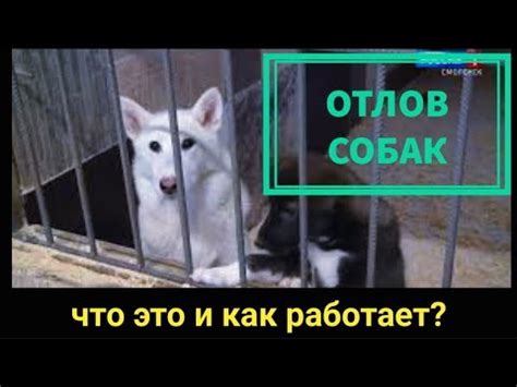 Как заказать бесплатный отлов собаки в Оренбурге по телефону