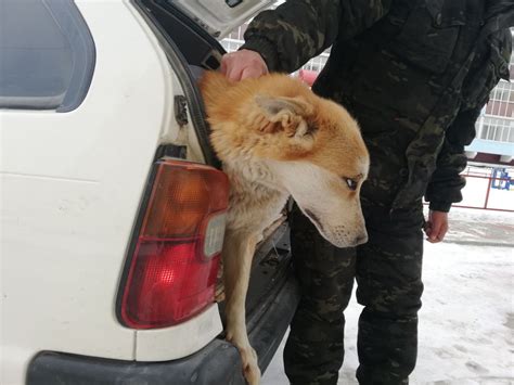 Как связаться с службой отлова собак в Минусинске