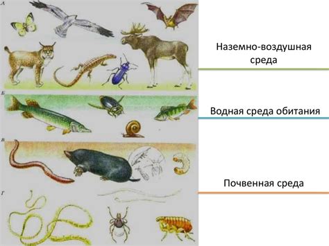 Места обитания главоглазов