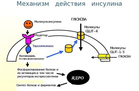 Механизм действия фукорцина и его основные преимущества