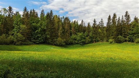 Описание елового леса