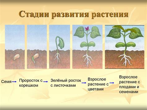 Ослабление растения и нарушение его развития