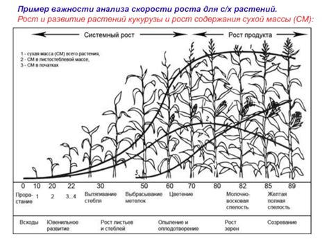 Основные аспекты скорости роста растений