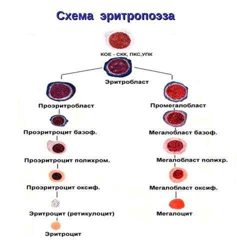 Патологические причины образования гомогенной слизи