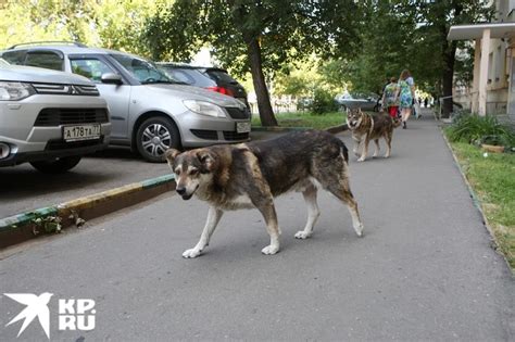 Передержка собаки после отлова