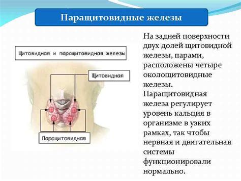 Питание при аденоме паращитовидной железы: основные принципы и рекомендации