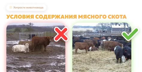 Плохие условия содержания и неконтролируемая среда