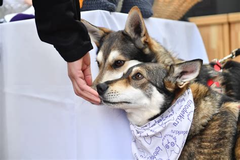 Популярность среди хозяев и собак