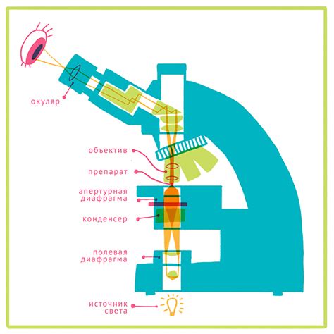 Принцип работы микроскопа: отражение и преломление света