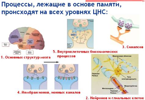 Процесс формирования памяти