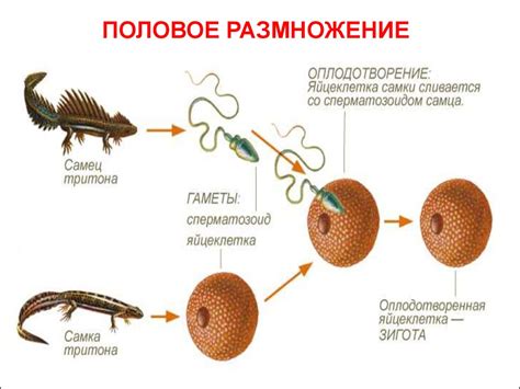 Размножение и поведение во время размножения