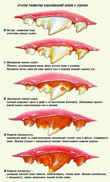 Результаты лечения нейтрофильного воспаления у кошек