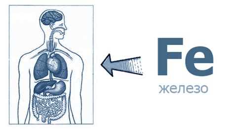 Роль железа в организме