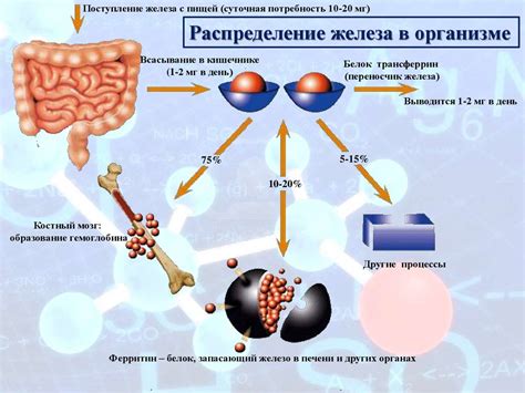 Роль сахара в организме и его физические особенности