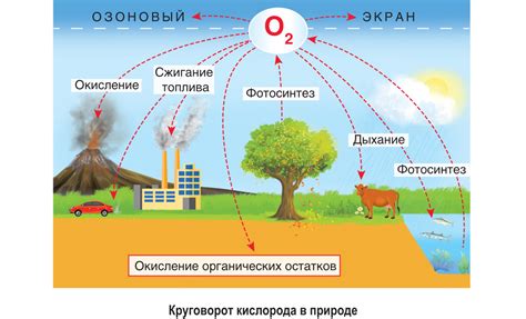 Роль углекислого газа в окружающей среде