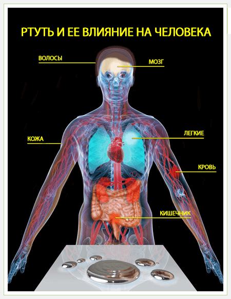 Ртуть и ее влияние на организм
