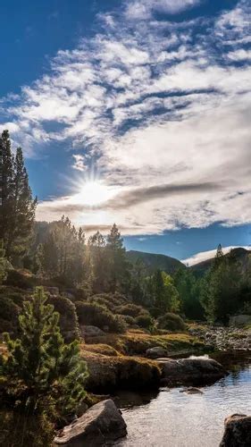 Сервера с гигантскими деревьями и горами