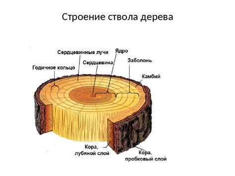 Структура и физические свойства древесины