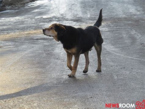 Услуги отлова собак в Нижнем Новгороде