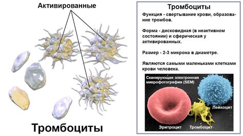 Что такое тромбоциты и их роль в образовании тромбов